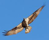 Osprey In Flight_26737